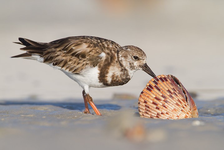 Steinwlzer Arenaria interpres Ruddy Turnstone